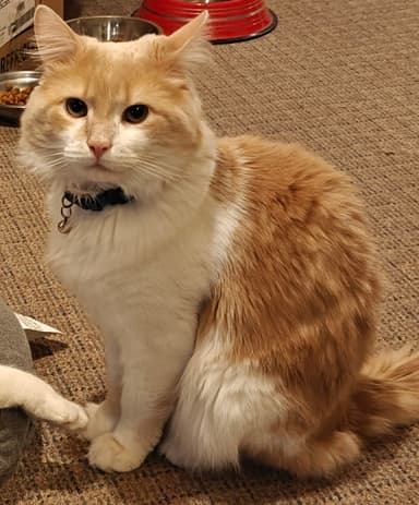 Customer cat photo for a pet 3D print from photo workflow