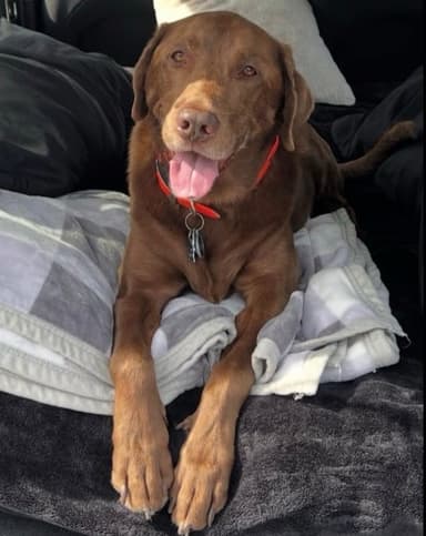 Original Labrador photo submitted for a 3D pet model from pictures