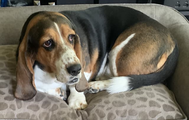 Original customer pet photo for Lola before 3D printing